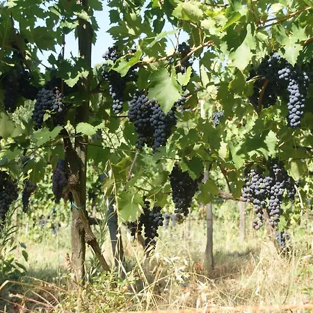 Podere Vecci Apartmán Dicomano