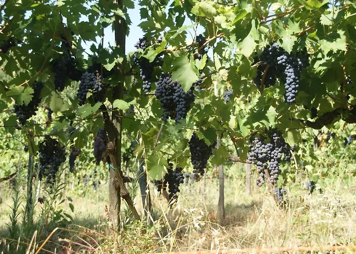 Podere Vecci Appartement Dicomano